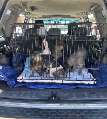 FGE rescata a cuatro perros víctimas de maltrato en Tecate