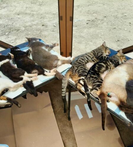 Secretaría de Medio Ambiente y Shorty’s Rescue refuerzan la salud animal en La Misión