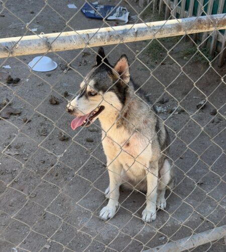 Fiscalía rescata a Husky, víctima de maltrato en Mexicali
