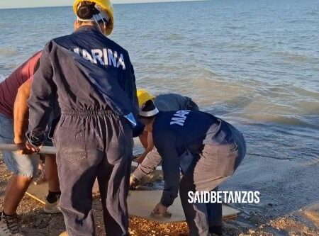 Rescatan a lobo marino en San Felipe