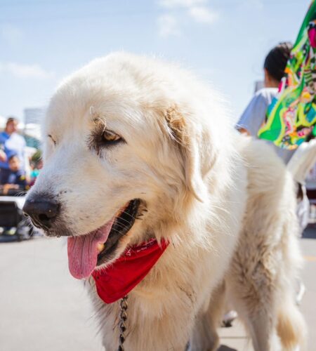 Rosarito impulsa la adopción responsable y el bienestar animal