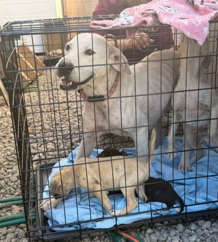Rescatan a cinco mascotas víctimas de maltrato en Mexicali