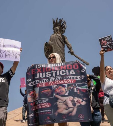 Protestan en Tijuana para exigir justicia por gato torturado