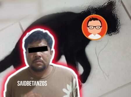 Tras beber, privó de la vida a una gatita