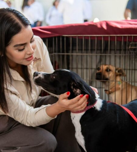 Llaman a garantizar un entorno digno y de bienestar para perros y gatos
