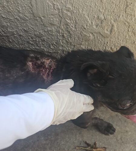 Rescatan a canino tras cateo por maltrato en Mexicali