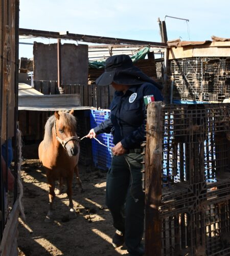 Rescatan a pony maltratado y lo trasladan al Club Hípico de Tijuana