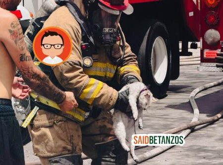 Bomberos rescatan a una tortuga y un conejo; un gato muere tras incendio en El Pípila