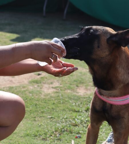 Emiten recomendaciones para proteger a mascotas del golpe de calor