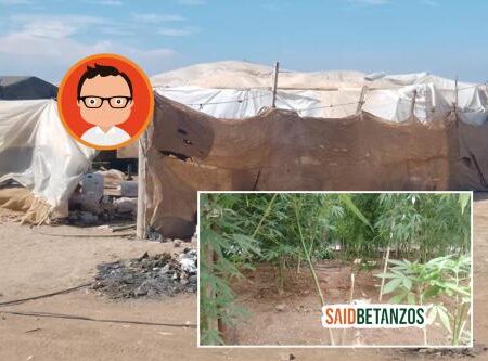 Aseguran vivero de marihuana oculto bajo malla sombra en San Quintín