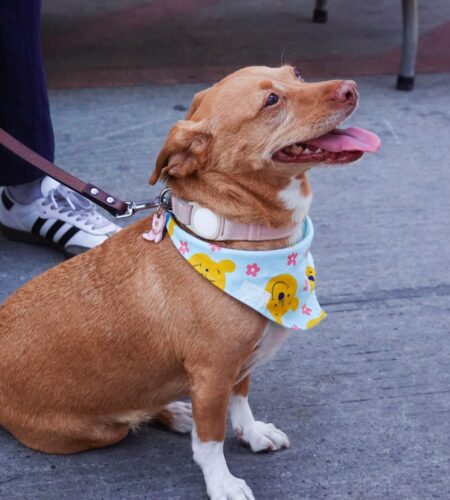 Hogares temporales, una alternativa ante la saturación de refugios para animales en Tijuana