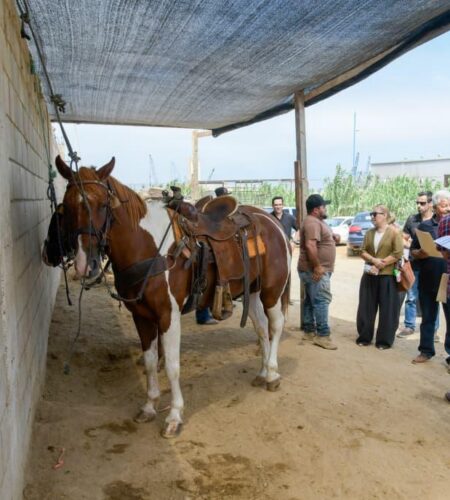 Inspeccionan establo en Ensenada tras denuncia por equino fallecido