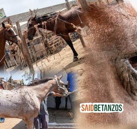 Por muerte de un caballo, autoridades rescatan a dos que estaban desnutridos