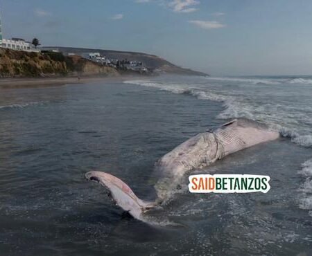 Aparece ballena de 12 metros sin vida en Playas de Tijuana