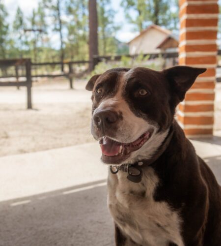 Llaman a denunciar para frenar el maltrato animal en Baja California