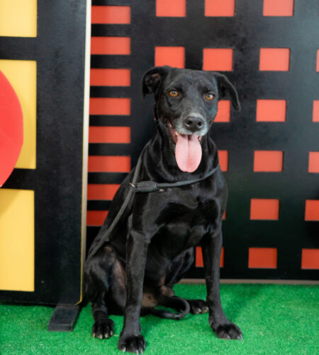 Más de 200 perros y gatos esperan ser adoptados en el Santuario Mily